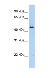 SERPINE1 / PAI-1 Antibody - Transfected 293T cell lysate. Antibody concentration: 1.0 ug/ml. Gel concentration: 12%.  This image was taken for the unconjugated form of this product. Other forms have not been tested.