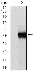 SERPINE1 / PAI-1 Antibody - PAI1 Antibody in Western Blot (WB)