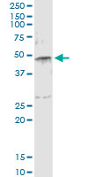 SERPINE1 / PAI-1 Antibody - Immunoprecipitation of SERPINE1 transfected lysate using anti-SERPINE1 monoclonal antibody and Protein A Magnetic Bead, and immunoblotted with SERPINE1 rabbit polyclonal antibody.