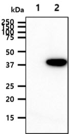 SERPINE1 / PAI-1 Antibody - The cell lysates (40ug) were resolved by SDS-PAGE, transferred to PVDF membrane and probed with anti-human PAI1 antibody (1:1000). Proteins were visualized using a goat anti-mouse secondary antibody conjugated to HRP and an ECL detection system. Lane 1.: 293T cell lysate Lane 2.: PAI1 transfected 293T cell lysate