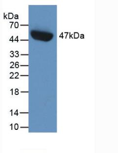 SERPINE1 / PAI-1 Antibody - Western Blot; Sample: Recombinant PAI1, Human.