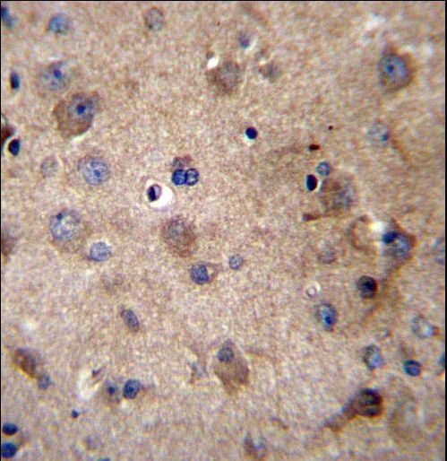 SERPINE2 / Nexin Antibody - SERPINE2 Antibody immunohistochemistry of formalin-fixed and paraffin-embedded human brain tissue followed by peroxidase-conjugated secondary antibody and DAB staining.
