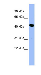 SERPINE2 / Nexin Antibody - SERPINE2 antibody Western blot of HepG2 cell lysate. This image was taken for the unconjugated form of this product. Other forms have not been tested.