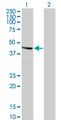 SERPINE2 / Nexin Antibody - Western Blot analysis of SERPINE2 expression in transfected 293T cell line by SERPINE2 monoclonal antibody (M01), clone 3G12.Lane 1: SERPINE2 transfected lysate(44.002 KDa).Lane 2: Non-transfected lysate.