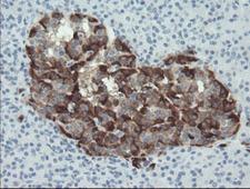 SERPINE2 / Nexin Antibody - IHC of paraffin-embedded Human pancreas tissue using anti-SERPINE2 mouse monoclonal antibody.