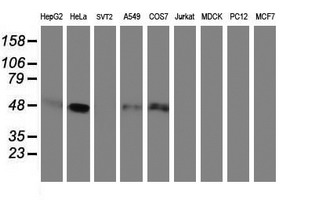 SERPINE2 / Nexin Antibody - Western blot of extracts (35 ug) from 9 different cell lines by using g anti-SERPINE2 monoclonal antibody (HepG2: human; HeLa: human; SVT2: mouse; A549: human; COS7: monkey; Jurkat: human; MDCK: canine; PC12: rat; MCF7: human).