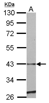 SERPINE2 / Nexin Antibody - Sample (50 ug of whole cell lysate) A: mouse heart 10% SDS PAGE SERPINE2 antibody diluted at 1:500