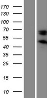 SERPINE3 Protein - Western validation with an anti-DDK antibody * L: Control HEK293 lysate R: Over-expression lysate