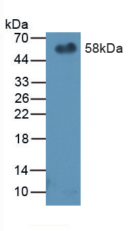 SERPINF1 / PEDF Antibody
