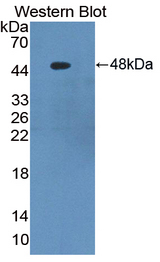 SERPINF1 / PEDF Antibody - Western blot of SERPINF1 / PEDF antibody.