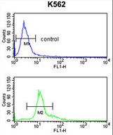 SERPINF1 / PEDF Antibody - SERPINF1 Antibody flow cytometry of K562 cells (bottom histogram) compared to a negative control cell (top histogram). FITC-conjugated goat-anti-rabbit secondary antibodies were used for the analysis.