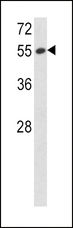 SERPINF1 / PEDF Antibody - Western blot of SERPINF1 Antibody in 293 cell line lysates (35 ug/lane). SERPINF1 (arrow) was detected using the purified antibody.