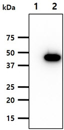 SERPINF1 / PEDF Antibody - The cell lysates (10ug) were resolved by SDS-PAGE, transferred to PVDF membrane and probed with anti-human PEDF antibody (1:1000). Proteins were visualized using a goat anti-mouse secondary antibody conjugated to HRP and an ECL detection system. Lane 1.: 293T cell lysate Lane 2.: PEDF transfected 293T cell lysate