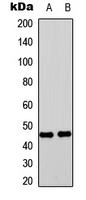 SERPINF1 / PEDF Antibody - Western blot analysis of PEDF expression in HEK293T (A); NIH3T3 (B) whole cell lysates.