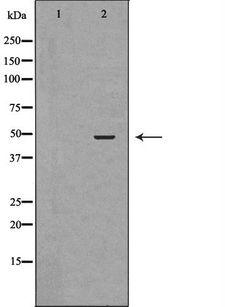 SERPINF1 / PEDF Antibody - Western blot analysis of extracts of human liver tissue using SERPINF1 antibody. The lane on the left is treated with the antigen-specific peptide.