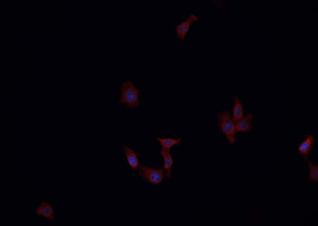 SERPINF1 / PEDF Antibody - Staining HepG2 cells by IF/ICC. The samples were fixed with PFA and permeabilized in 0.1% Triton X-100, then blocked in 10% serum for 45 min at 25°C. The primary antibody was diluted at 1:200 and incubated with the sample for 1 hour at 37°C. An Alexa Fluor 594 conjugated goat anti-rabbit IgG (H+L) antibody, diluted at 1/600, was used as secondary antibody.