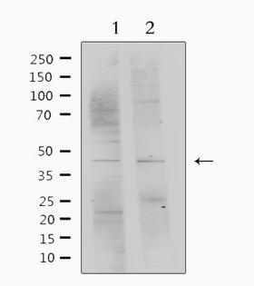 SERPINF1 / PEDF Antibody - Western blot analysis of extracts of various samples using SERPINF1 antibody. Lane 1: mouse brain; Lane 2: HeLa;