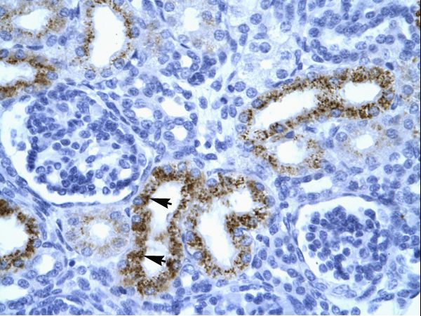 SERPINF1 / PEDF Antibody - Human Kidney.  This image was taken for the unconjugated form of this product. Other forms have not been tested.