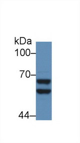 SERPINF2 / Alpha-2-Antiplasmin Antibody - Western Blot; Sample: Mouse Liver lysate; Primary Ab: 5µg/ml Rabbit Anti-Rat a2PI Antibody Second Ab: 0.2µg/mL HRP-Linked Caprine Anti-Rabbit IgG Polyclonal Antibody