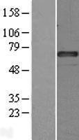 SERPING1 / C1 Inhibitor Protein - Western validation with an anti-DDK antibody * L: Control HEK293 lysate R: Over-expression lysate