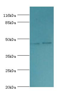 SERPINH1 / HSP47 Antibody - Western blot. All lanes: Serpin H1 antibody at 2 ug/ml. Lane 1: NIH3T3 whole cell lysate. Lane 2: A2780 whole cell lysate. Secondary antibody: Goat polyclonal to rabbit at 1:10000 dilution. Predicted band size: 46 kDa. Observed band size: 46 kDa.