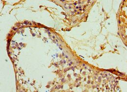 SERPINH1 / HSP47 Antibody - Immunohistochemistry of paraffin-embedded human testicle using antibody at 1:100 dilution.