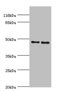 SERPINH1 / HSP47 Antibody - Western blot All lanes: Serpin H1 antibody at 2µg/ml Lane 1: NIH/3T3 whole cell lysate Lane 2: A2780 whole cell lysate Secondary Goat polyclonal to rabbit IgG at 1/10000 dilution Predicted band size: 46 kDa Observed band size: 46 kDa