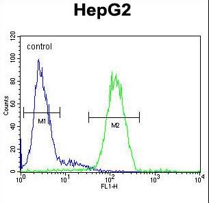 SERPINH1 / HSP47 Antibody - SERPINH1 Antibody flow cytometry of HepG2 cells (right histogram) compared to a negative control cell (left histogram). FITC-conjugated goat-anti-rabbit secondary antibodies were used for the analysis.