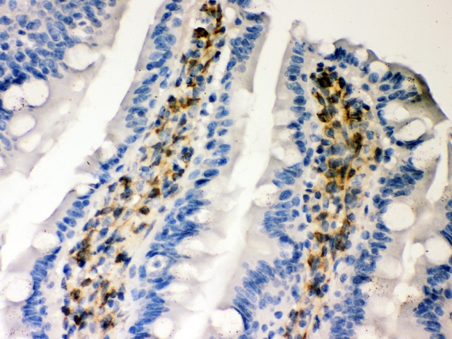 SERPINH1 / HSP47 Antibody - Hsp47 antibody IHC-paraffin: Rat Intestine Tissue.