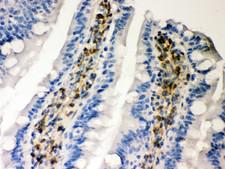 SERPINH1 / HSP47 Antibody - Hsp47 antibody IHC-paraffin: Rat Intestine Tissue.