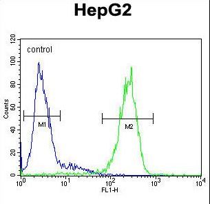 SERPINH1 / HSP47 Antibody - SERPINH1 Antibody flow cytometry of HepG2 cells (right histogram) compared to a negative control cell (left histogram). FITC-conjugated goat-anti-rabbit secondary antibodies were used for the analysis.