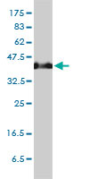 SERPINH1 / HSP47 Antibody - SERPINH1 monoclonal antibody (M01), clone 1D2-1A6 Western blot of SERPINH1 expression in HeLa.