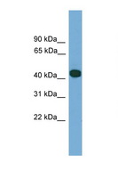 SERPINI2 / PANCPIN Antibody - SERPINI2 antibody Western blot of 293T Cell lysate. Antibody concentration 1 ug/ml. This image was taken for the unconjugated form of this product. Other forms have not been tested.