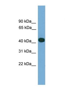 SERPINI2 / PANCPIN Antibody - SERPINI2 antibody Western blot of 293T Cell lysate. Antibody concentration 1 ug/ml. This image was taken for the unconjugated form of this product. Other forms have not been tested.