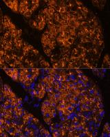 SERPINI2 / PANCPIN Antibody - Immunofluorescence analysis of Rat pancreas using SERPINI2 Polyclonal Antibody at dilution of 1:100 (40x lens).Blue: DAPI for nuclear staining.