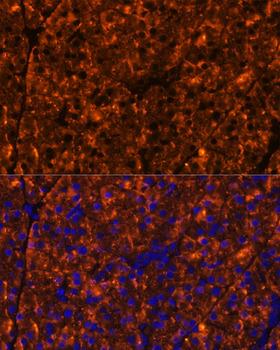 SERPINI2 / PANCPIN Antibody - Immunofluorescence analysis of Mouse pancreas using SERPINI2 Polyclonal Antibody at dilution of 1:100 (40x lens).Blue: DAPI for nuclear staining.
