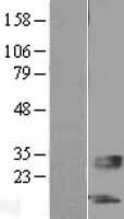 SERTM1 / C13orf36 Protein - Western validation with an anti-DDK antibody * L: Control HEK293 lysate R: Over-expression lysate
