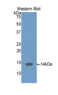 Serum Amyloid A Antibody - Western blot of recombinant SAA1 / SAA / Serum Amyloid A.  This image was taken for the unconjugated form of this product. Other forms have not been tested.