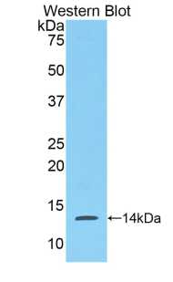 Serum Amyloid A Antibody - Western blot of recombinant SAA1 / SAA / Serum Amyloid A.  This image was taken for the unconjugated form of this product. Other forms have not been tested.