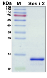 Ses i 2 Protein - SDS-PAGE under reducing conditions and visualized by Coomassie blue staining