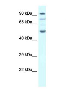 SESN2 / HI95 Antibody - SESN2 antibody Western blot of Fetal Heart lysate. Antibody concentration 1 ug/ml.  This image was taken for the unconjugated form of this product. Other forms have not been tested.