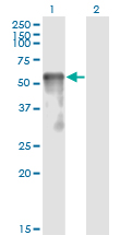 SESN2 / HI95 Antibody - Western blot of SESN2 expression in transfected 293T cell line by SESN2 monoclonal antibody (M03), clone 3B8.