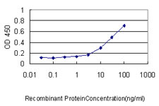 SESN2 / HI95 Antibody - Detection limit for recombinant GST tagged SESN2 is approximately 0.3 ng/ml as a capture antibody.