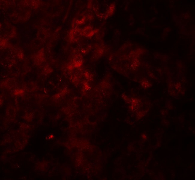 SESN2 / HI95 Antibody - Immunofluorescence of SESTRIN2 in mouse kidney tissue with SESTRIN2 antibody at 20 ug/ml.