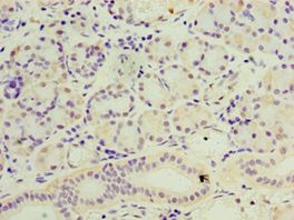 SESN3 Antibody - Immunohistochemistry of paraffin-embedded human pancreas using antibody at 1:100 dilution.
