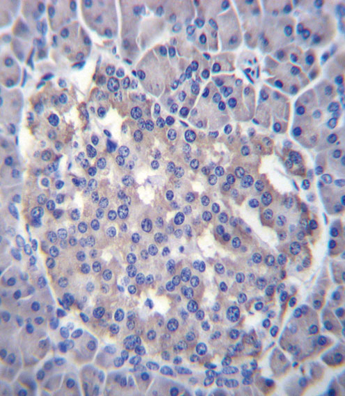 SESN3 Antibody - Sestrin-3 Antibody (Center Y335) immunohistochemistry of formalin-fixed and paraffin-embedded human pancreas tissue followed by peroxidase-conjugated secondary antibody and DAB staining.This data demonstrates the use of Sestrin-3 Antibody (Center Y335) for immunohistochemistry.