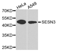 SESN3 Antibody - Western blot analysis of extract of various cells.
