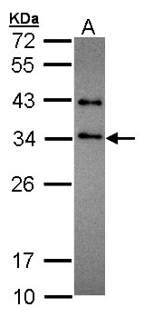 SET / TAF-I Antibody - Sample (30 ug of whole cell lysate). A: Hela. 12% SDS PAGE. SET antibody diluted at 1:1000.