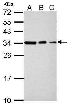 SET / TAF-I Antibody - Sample (30 ug of whole cell lysate). A: NIH-3T3, B: JC, C: BCL-1. 12% SDS PAGE. SET antibody diluted at 1:10000.