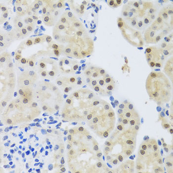 SET / TAF-I Antibody - Immunohistochemistry of paraffin-embedded mouse kidney tissue.